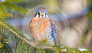 American kestrel