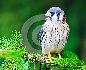 American kestrel