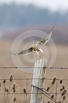 American Kestrell, Falco sparverius, taking flight