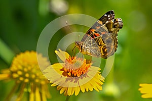 American Lady Butterfly