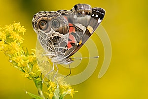 American Lady Butterfly - Vanessa virginiensis