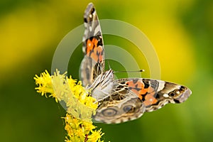 American Lady Butterfly - Vanessa virginiensis