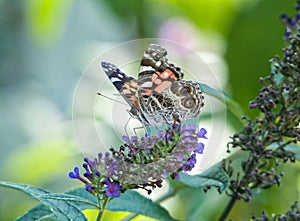 American Lady Butterfly