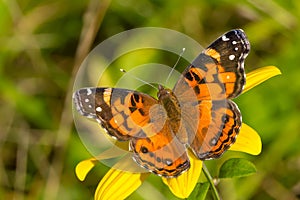 American Lady Butterfly - Vanessa virginiensis