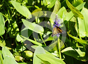 American Lady Butterfly (Vanessa virginiensis) on pickeral weed (Pontederia cordata photo