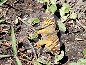 American lady butterfly (Vanessa virginiensis) resting on ground