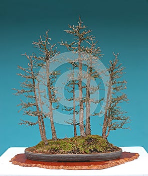 American larch bonsai forest