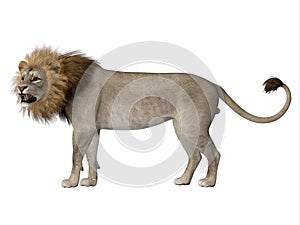Male American Lion photo