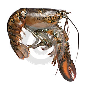 American lobster, Homarus americanus