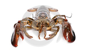 American lobster, Homarus americanus