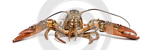 American lobster, Homarus americanus