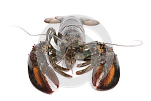 American lobster, Homarus americanus