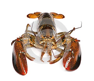 American lobster, Homarus americanus photo
