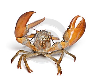 American lobster, Homarus americanus