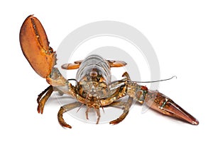 American lobster, Homarus americanus