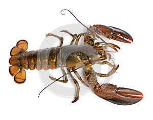 American lobster, Homarus americanus photo