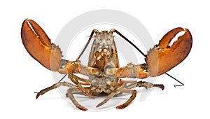 American lobster, Homarus americanus