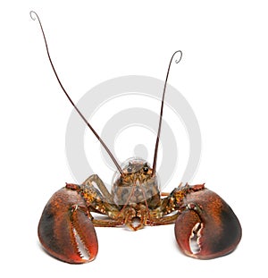 American lobster, Homarus americanus