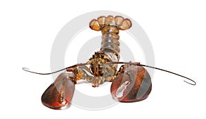 American lobster, Homarus americanus,