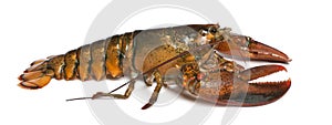 American lobster, Homarus americanus