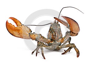 American lobster, Homarus americanus