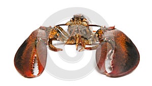 American lobster, Homarus americanus