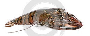 American lobster, Homarus americanus