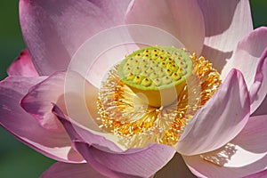 American lotus