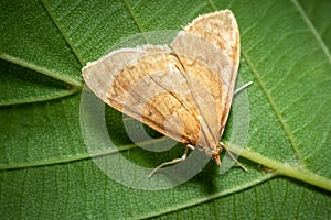 An American Lotus Borer Moth (Ostrinia penitalis)