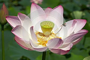 American lotus and bug