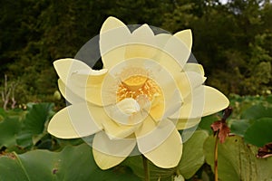 American lotus flower detail