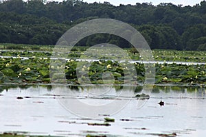 The American Lotus on Lake