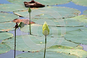 The American Lotus on Lake.