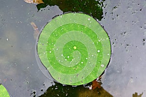 American lotus pad detail