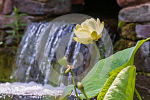 American Lotus and waterfall