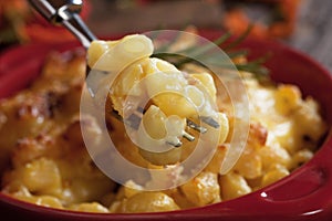 American mac and cheese pasta photo