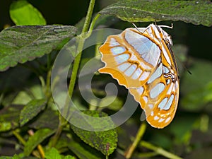 American malachite butterfly is on a green leaf