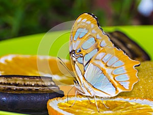 American malachite butterfly is on a green leaf