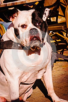 American , male bulldog, sitting and waiting for owners command