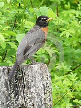 American Male Robin Perched on a Weathered Fence Post