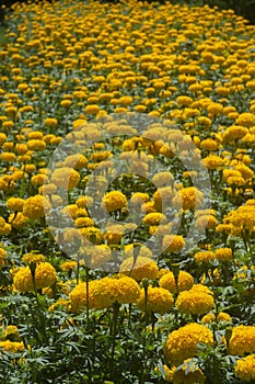 American marigold, Aztec marigold, Big marigold flower in garden