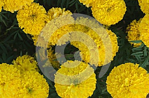 American marigold yellow calendula blooming in garden background, soverign Tagetes erecta L.