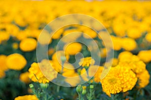 American marigold yellow calendula blooming in garden background, soverign Tagetes erecta L.