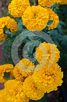 American marigold yellow calendula blooming in garden background, soverign Tagetes erecta L.