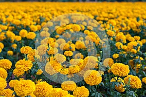 American marigold yellow calendula blooming in garden background, soverign Tagetes erecta L.