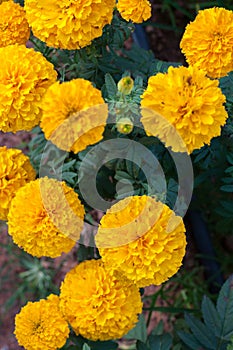 American marigold yellow calendula blooming in garden background, soverign Tagetes erecta L.