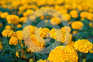 American marigold yellow calendula blooming in garden background, soverign Tagetes erecta L.