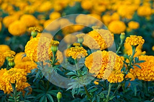 American marigold yellow calendula blooming in garden background, soverign Tagetes erecta L.