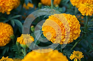 American marigold yellow calendula blooming in garden background, soverign Tagetes erecta L.