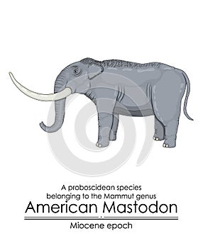 American Mastodon